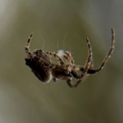 Socca pustulosa at Ainslie, ACT - 16 Aug 2024