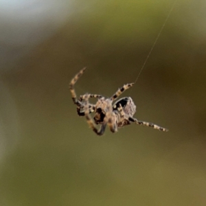 Socca pustulosa at Ainslie, ACT - 16 Aug 2024