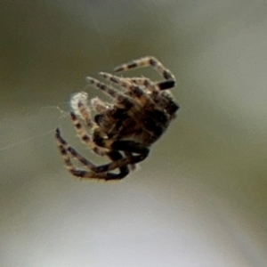 Socca pustulosa at Ainslie, ACT - 16 Aug 2024