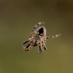 Socca pustulosa at Ainslie, ACT - 16 Aug 2024