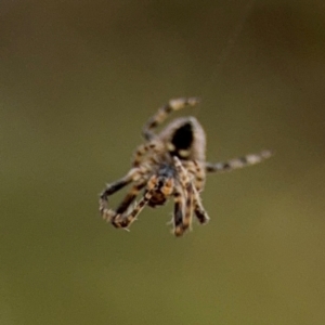 Socca pustulosa at Ainslie, ACT - 16 Aug 2024