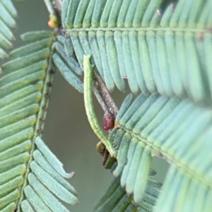 Ectropis (genus) immature at Ainslie, ACT - 16 Aug 2024