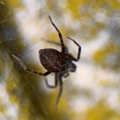 Badumna insignis (Black House Spider) at Ainslie, ACT - 16 Aug 2024 by Hejor1