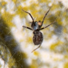 Badumna insignis at Ainslie, ACT - 16 Aug 2024