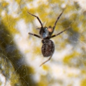 Badumna insignis at Ainslie, ACT - 16 Aug 2024