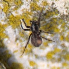 Badumna insignis at Ainslie, ACT - 16 Aug 2024