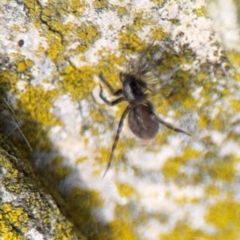 Badumna insignis at Ainslie, ACT - 16 Aug 2024