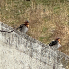 Hirundo neoxena (Welcome Swallow) at Lake George, NSW - 16 Aug 2024 by Hejor1