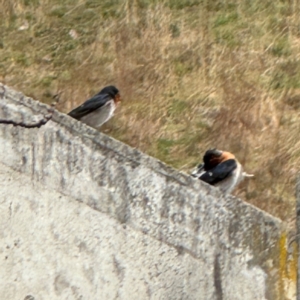 Hirundo neoxena at Lake George, NSW - 16 Aug 2024 12:46 PM