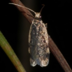 Hoplostega ochroma (a Eulechria Group moth) at Freshwater Creek, VIC - 6 Sep 2022 by WendyEM