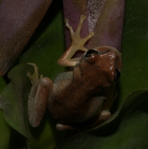 Litoria ewingii at Freshwater Creek, VIC - 6 Sep 2022