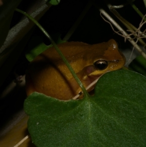 Litoria ewingii at Freshwater Creek, VIC - 6 Sep 2022