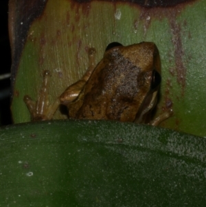 Litoria ewingii at Freshwater Creek, VIC - 6 Sep 2022