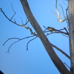 Falcunculus frontatus (Eastern Shrike-tit) at Splitters Creek, NSW - 11 Aug 2024 by Darcy