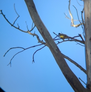 Falcunculus frontatus at Splitters Creek, NSW - 11 Aug 2024