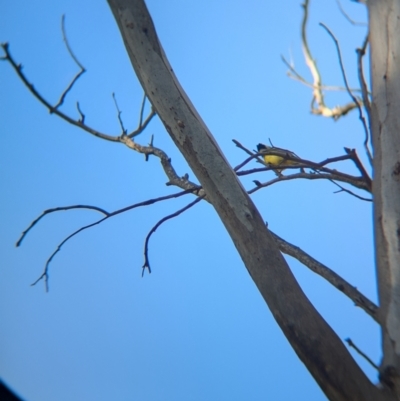 Falcunculus frontatus (Eastern Shrike-tit) at Splitters Creek, NSW - 11 Aug 2024 by Darcy