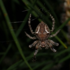 Socca pustulosa (Knobbled Orbweaver) at Freshwater Creek, VIC - 6 Sep 2022 by WendyEM