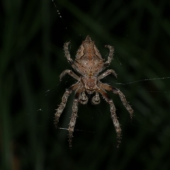 Socca pustulosa (Knobbled Orbweaver) at Freshwater Creek, VIC - 6 Sep 2022 by WendyEM