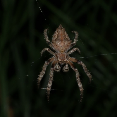 Socca pustulosa (Knobbled Orbweaver) at Freshwater Creek, VIC - 6 Sep 2022 by WendyEM