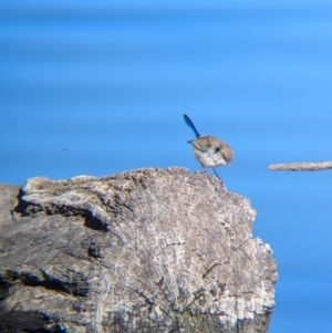 Malurus cyaneus at Splitters Creek, NSW - 11 Aug 2024 10:45 AM