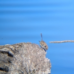 Malurus cyaneus at Splitters Creek, NSW - 11 Aug 2024 10:45 AM