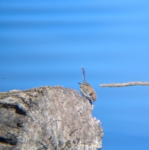 Malurus cyaneus at Splitters Creek, NSW - 11 Aug 2024 10:45 AM