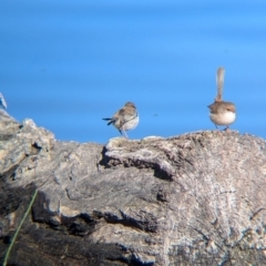 Malurus cyaneus at Splitters Creek, NSW - 11 Aug 2024 10:45 AM