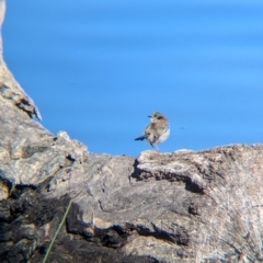 Malurus cyaneus at Splitters Creek, NSW - 11 Aug 2024 10:45 AM