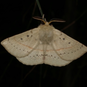 Anthela acuta at Freshwater Creek, VIC - 9 Sep 2022