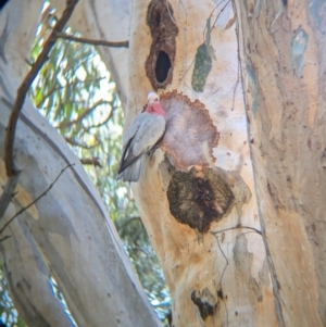 Eolophus roseicapilla at Splitters Creek, NSW - 11 Aug 2024