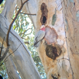 Eolophus roseicapilla at Splitters Creek, NSW - 11 Aug 2024