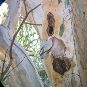 Eolophus roseicapilla at Splitters Creek, NSW - 11 Aug 2024