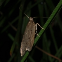 Eulechria convictella (Eulechria convictella) at Freshwater Creek, VIC - 9 Sep 2022 by WendyEM