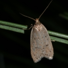 Eulechria convictella at Freshwater Creek, VIC - 9 Sep 2022 09:01 PM