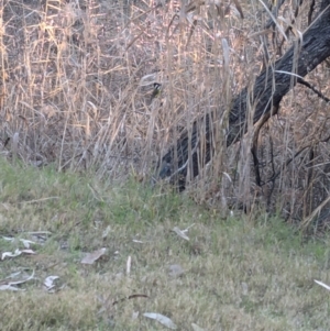 Falcunculus frontatus at Splitters Creek, NSW - 13 Aug 2024 04:54 PM