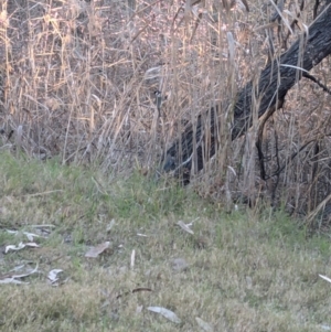 Falcunculus frontatus at Splitters Creek, NSW - 13 Aug 2024 04:54 PM