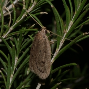 Eulechria convictella at Freshwater Creek, VIC - 9 Sep 2022 10:02 PM