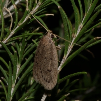 Eulechria convictella (Eulechria convictella) at Freshwater Creek, VIC - 9 Sep 2022 by WendyEM