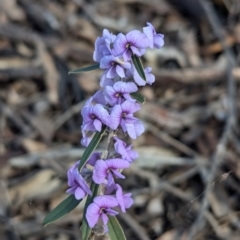 Hovea heterophylla (Common Hovea) at Chiltern, VIC - 14 Aug 2024 by Darcy