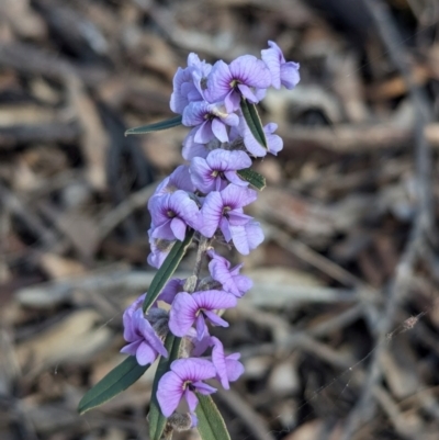 Hovea heterophylla (Common Hovea) at Chiltern, VIC - 14 Aug 2024 by Darcy