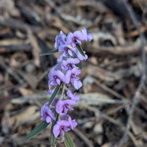 Hovea heterophylla at Chiltern, VIC - 14 Aug 2024