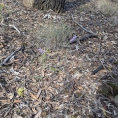 Hovea heterophylla at Chiltern, VIC - 14 Aug 2024