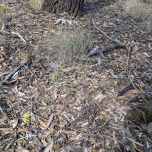 Hovea heterophylla at Chiltern, VIC - 14 Aug 2024