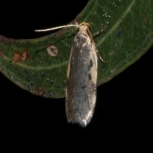 Hoplostega ochroma at Freshwater Creek, VIC - 9 Sep 2022 09:43 PM