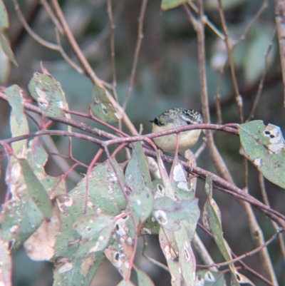 Pardalotus punctatus (Spotted Pardalote) at Indigo Valley, VIC - 14 Aug 2024 by Darcy