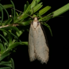 Philobota xiphostola at Freshwater Creek, VIC - 9 Sep 2022 by WendyEM