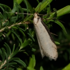 Philobota xiphostola at Freshwater Creek, VIC - 9 Sep 2022