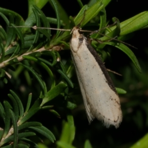 Philobota xiphostola at Freshwater Creek, VIC - 9 Sep 2022