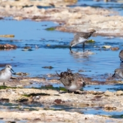 Calidris ruficollis (Red-necked Stint) at Rottnest Island, WA - 26 Apr 2024 by jb2602