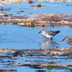 Calidris ruficollis at Rottnest Island, WA - 26 Apr 2024 04:16 PM